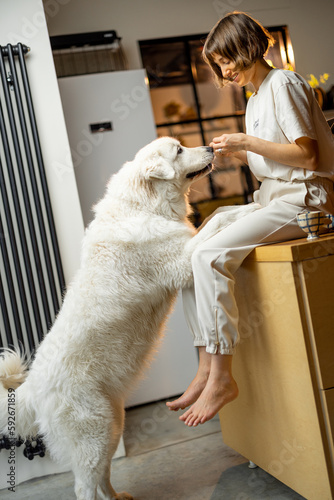 Fototapeta Naklejka Na Ścianę i Meble -  Young woman plays with her huge white dog, spending leisure time together happily on kitchen at home. Concept of friendship with pets and domestic lifestyle