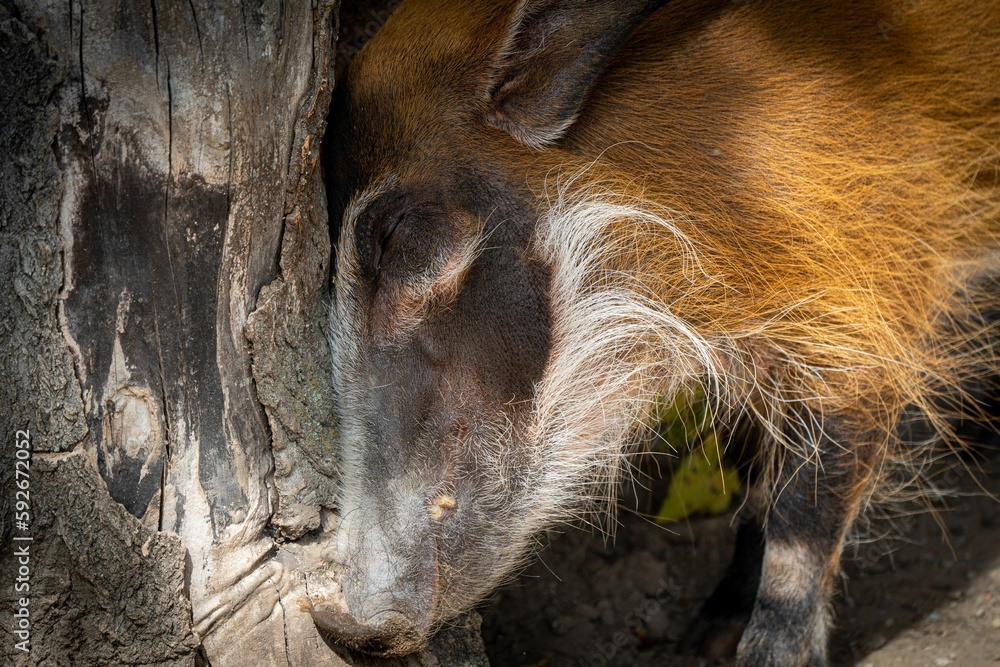 Closeup shot of a red river hog (Potamochoerus porcus) with closed eyes Closeup shot of a red river hog (Potamochoerus porcus) with closed eyes
