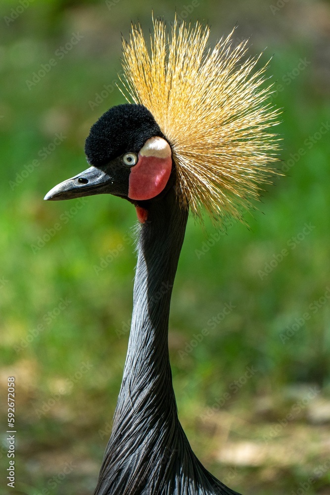 Fototapeta premium Vertical closeup shot of a black crowned crane (Balearica pavonina)