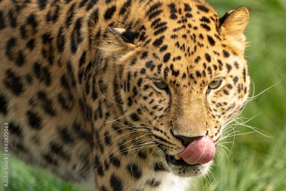 Fototapeta premium Portrait of a leopard (Panthera pardus) with its tongue out