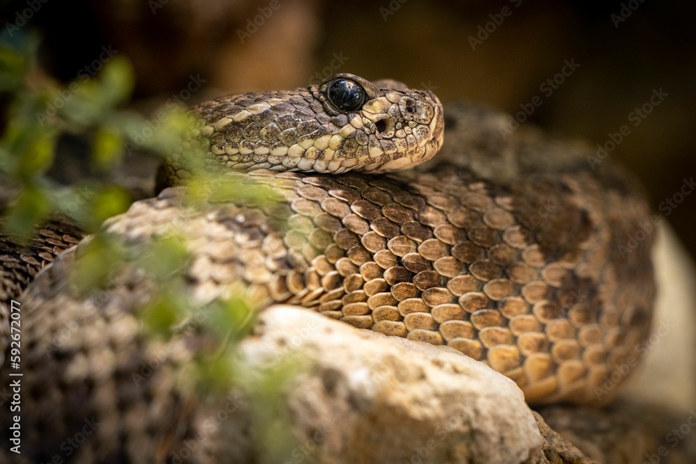 Closeup shot of Western diamondback rattlesnake (Crotalus atrox) Closeup shot of Western diamondback rattlesnake (Crotalus atrox)