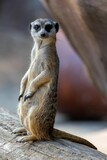 Vertical closeup shot of a cute meerkat (Suricatta suricatta)