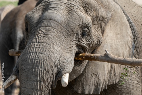 Portrait of a cute elephant holding a tree branch