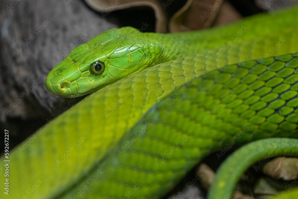 Closeup shot of a green poisinous snake Closeup shot of a green poisinous snake
