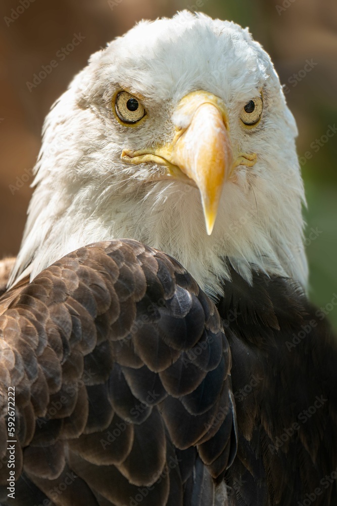 Obraz premium Vertical portrait of a bald eagle (Haliaeetus leucocephalus)