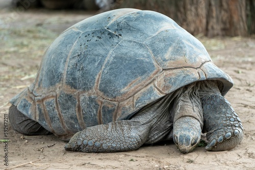 Closeup shot of a Floreana giant tortoise (Chelonoidis niger niger) photo