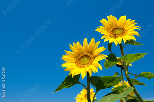 Sunflower field with cloudy blue sky