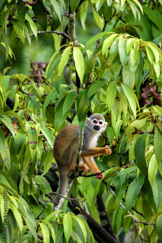 macaco na arvore