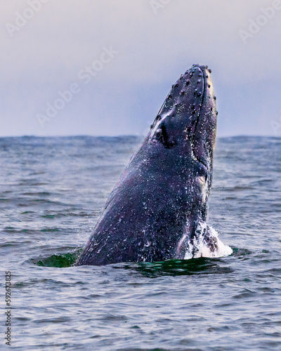 Humpback whales swimming in Costa Rica. Free ocean