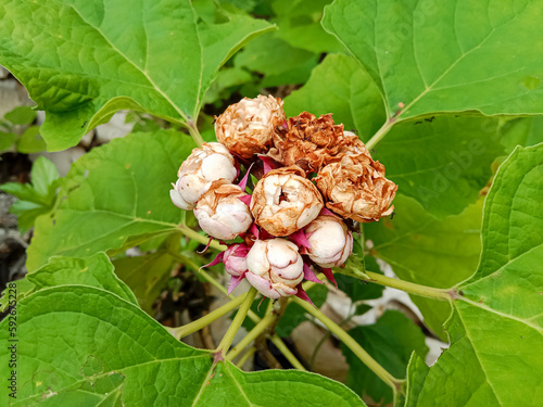 Clerodendrum chinense, called the glory bower, is a species of flowering plant in the genus Clerodendrum. photo