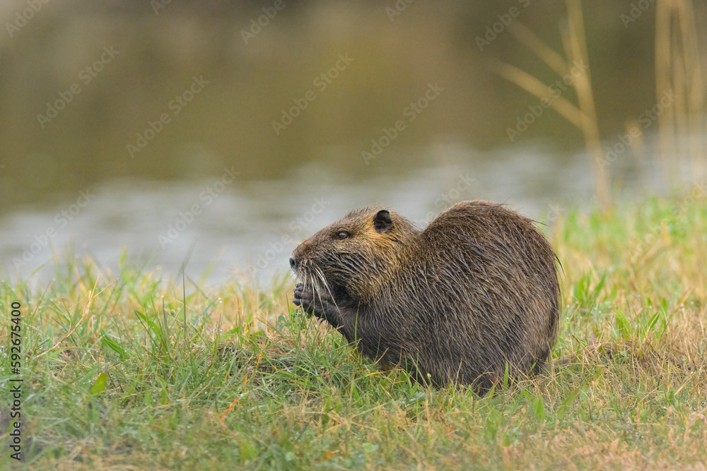 A nutria walking near water and looking for food A nutria walking near water and looking for food