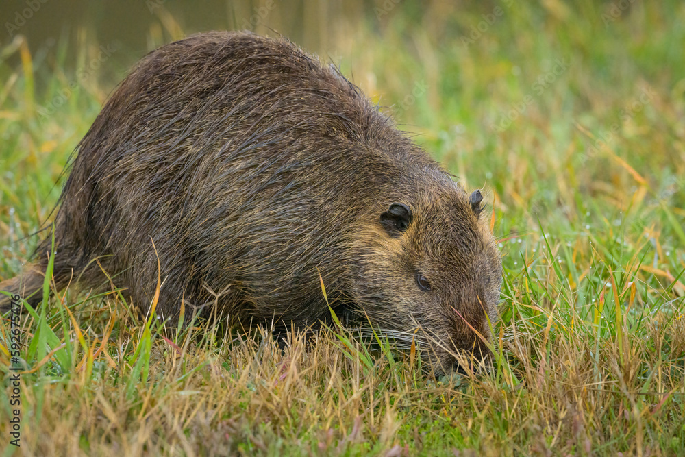 A nutria walking near water and looking for food A nutria walking near water and looking for food
