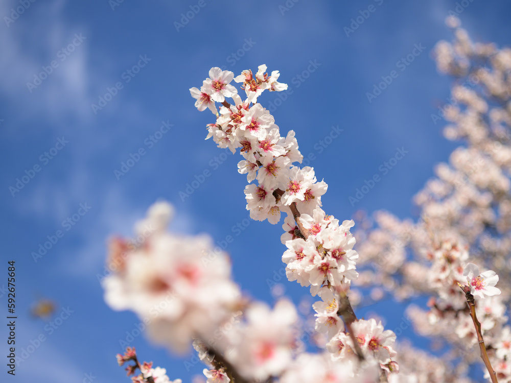 Closeup of Almond blossoms on a sunny day in spring
