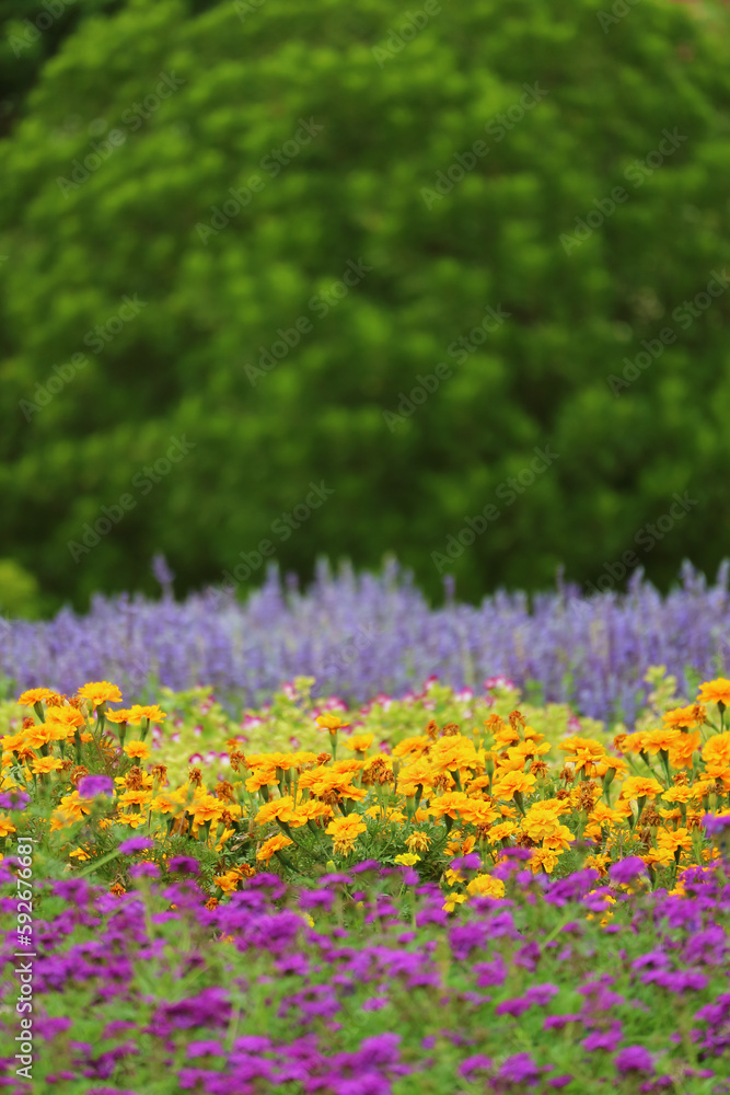 Obraz premium Field of colorful blossoming flowers with selective focus