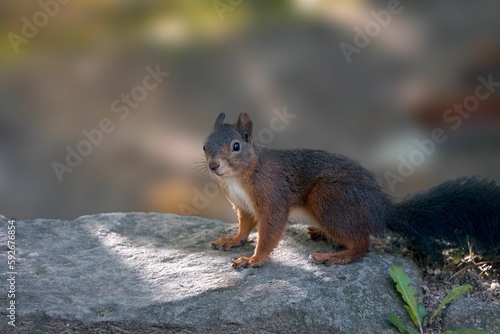 Small cute Tree squirrel  Sciurus  resting on a rock on the blurred background