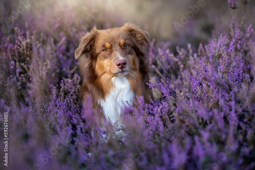Border Collie dog resting in a lavender field on the blurred background