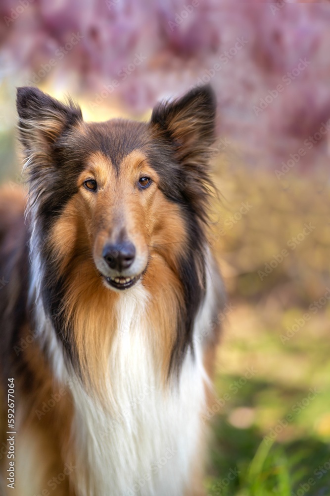 Vertical shot of a cute Collie dog with blooming trees in the blurred background