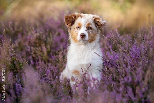 Australian Shepherd puppy resting in a lavender field on the blurred background