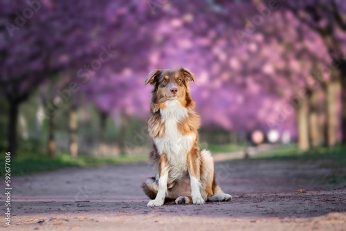 Selective focus of Australian Shepherd with pink blossoms around