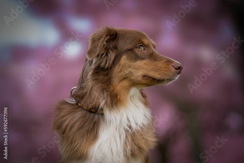 Selective focus of Australian Shepherd with pink blossoms around