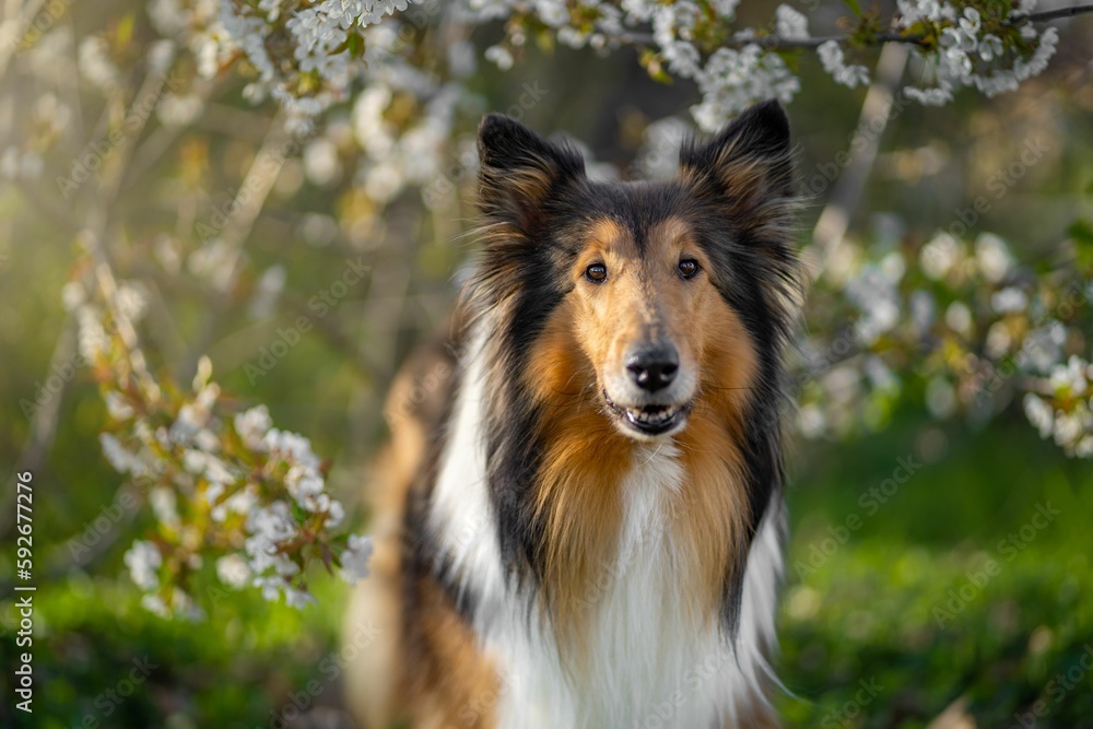 Selective focus of Rough Collie dog with blossoms around