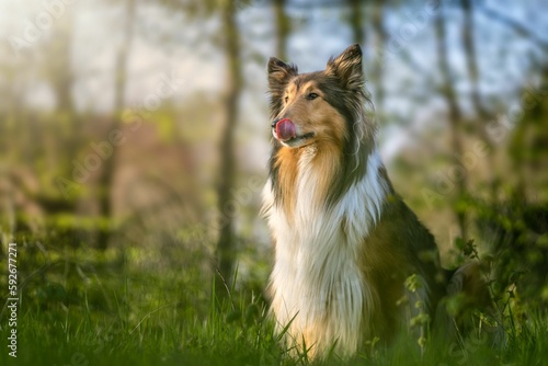 Selective focus of Rough Collie dog with blossoms around