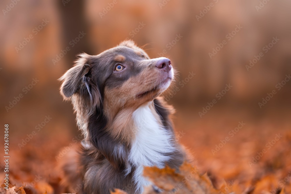 Selective focus of Australian shepherd dog
