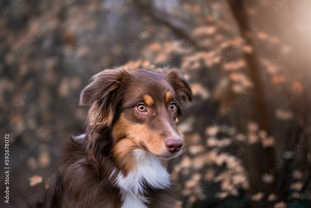 Selective focus of Australian shepherd dog Selective focus of Australian shepherd dog
