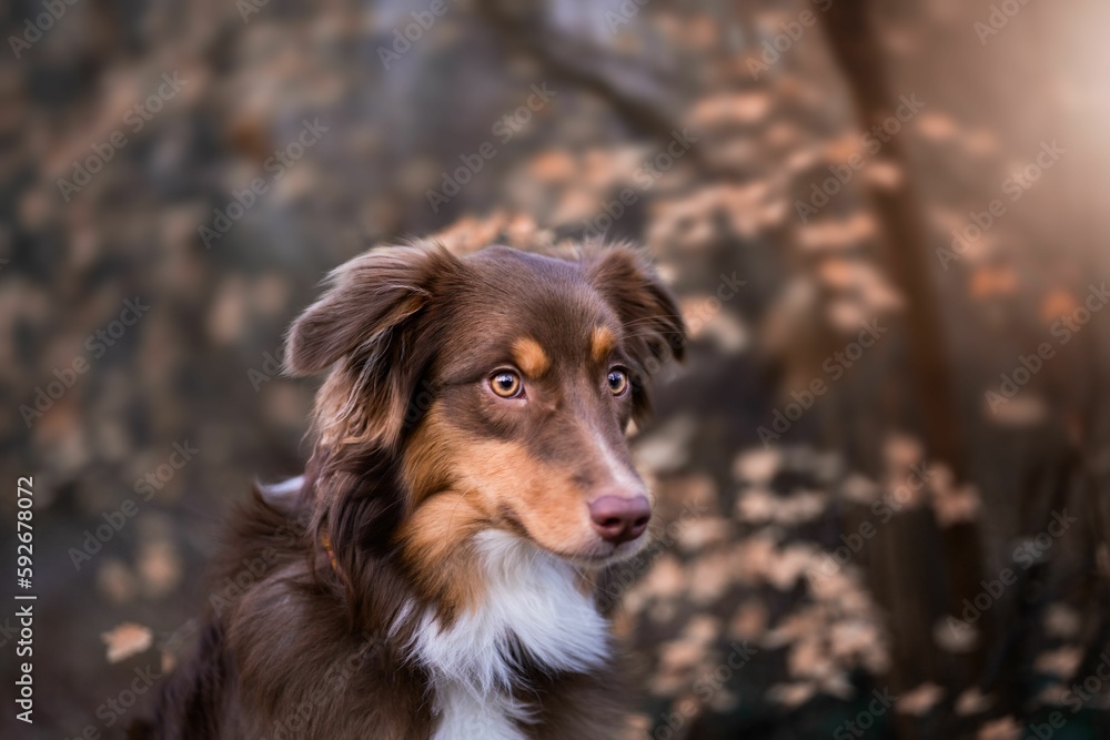 Selective focus of Australian shepherd dog