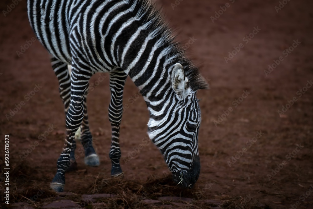 Selective focus of a zebra grazing Selective focus of a zebra grazing