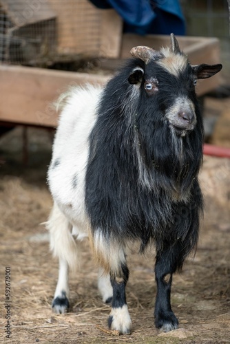 Goat at the farm in Bancroft, Canada photo