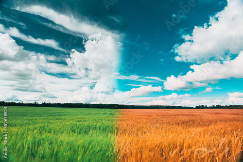 Summer Autumn Agricultural Transition. Season changes progress. Clouds On Horizon Above Countryside Rural Field Landscape With Wheat. Season Change Concept. From Sprout To Harvest. Bright Blue