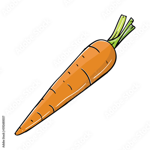 The illustration of carrot vector. Suitable for vegetable icon, sign or symbol.
