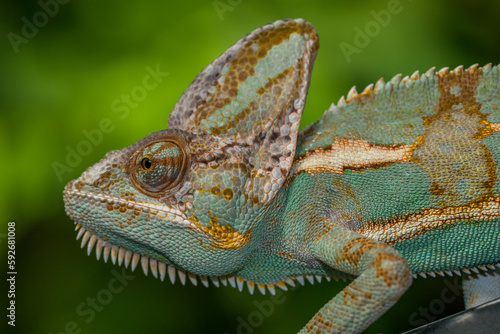 The veiled chameleon (Chamaeleo calyptratus) is a species of chameleon (family Chamaeleonidae) native to the Arabian Peninsula in Yemen and Saudi Arabia