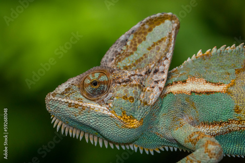 The veiled chameleon (Chamaeleo calyptratus) is a species of chameleon (family Chamaeleonidae) native to the Arabian Peninsula in Yemen and Saudi Arabia
