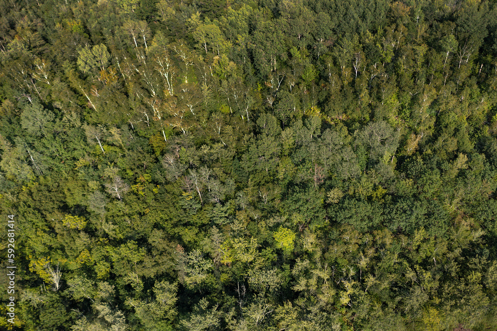 Green Treetops