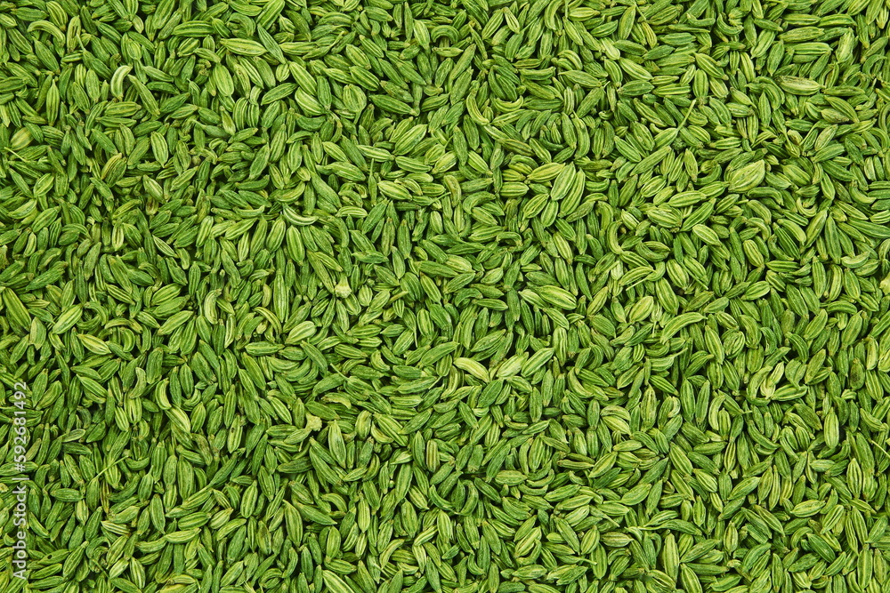 dried green fennel seeds or Saunf herb also known as variyali mukhvas in india isolated as texture background,top view dried green fennel seeds or Saunf herb also known as variyali mukhvas in india isolated as texture background,top view