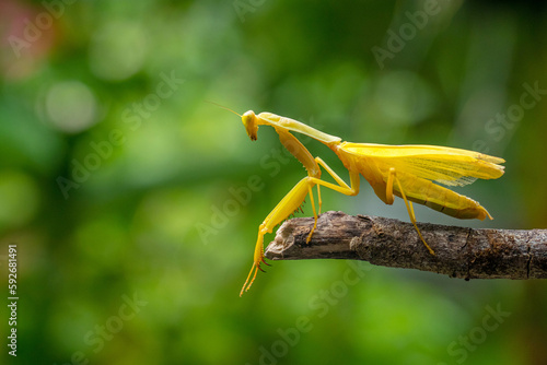 Hierodula is a genus of praying mantis in the tribe Hierodulini, found throughout Asia. Many species are referred to by the common name giant Asian mantis  photo