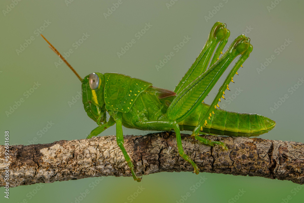 Grasshoppers are insects with long, powerful back legs which they use for jumping. They generally live in dry habitats, such as fields, gardens and meadows Grasshoppers are insects with long, powerful back legs which they use for jumping. They generally live in dry habitats, such as fields, gardens and meadows