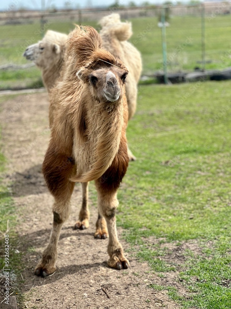 Fototapeta premium Camels in the zoo