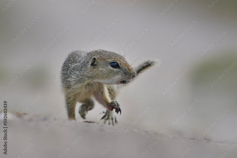 Obraz premium Portrait of a young european ground squirre. (Spermophilus citellus) Wildlife scene from nature. Ground squirrel on field