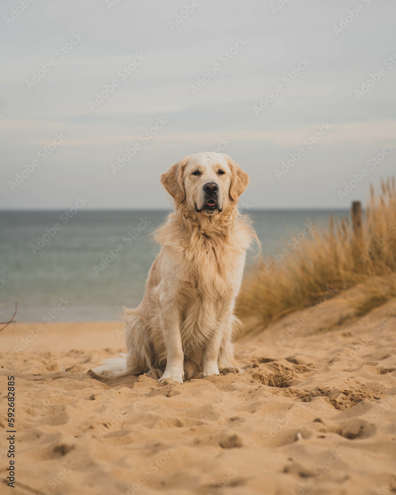 White golden retriever on a sandy beach.