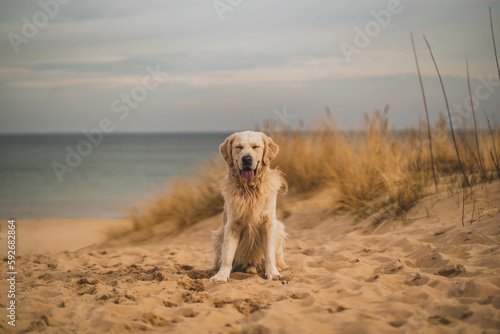 White golden retriever on a sandy beach. © Kamil