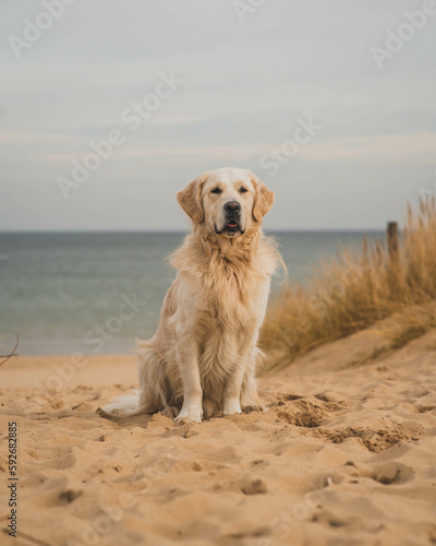 White golden retriever on a sandy beach.