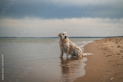 White golden retriever on a sandy beach. © Kamil
