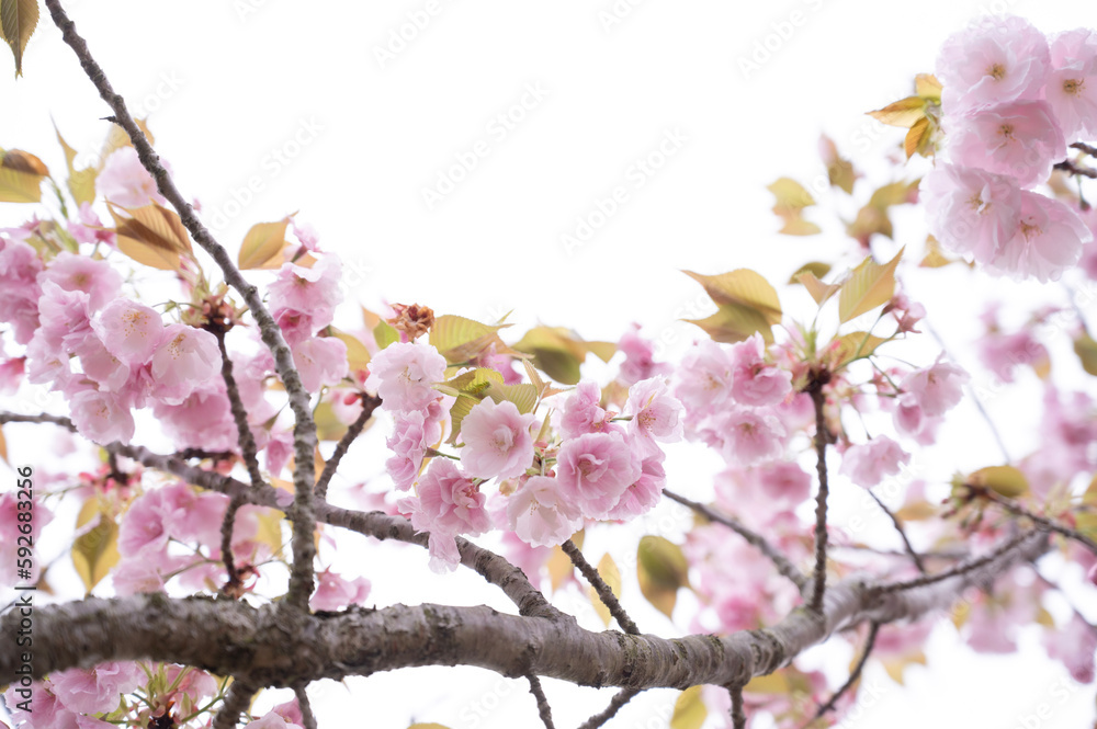 桜のある風景 桜のある風景