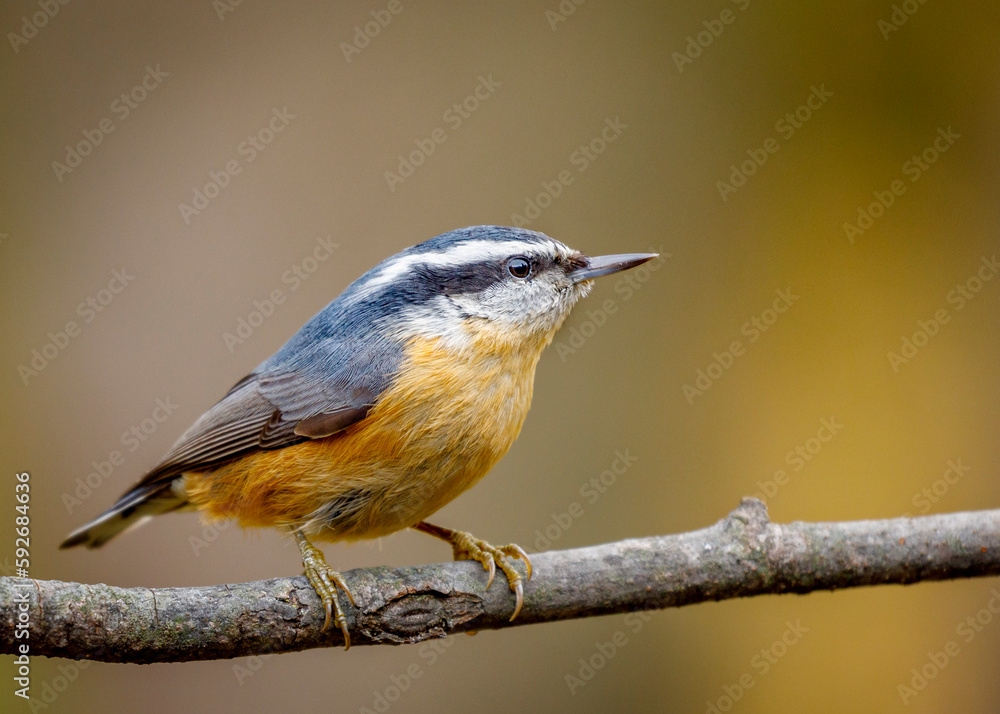 A red breasted nuthatch sitting on a branch with soft focus background. A red breasted nuthatch sitting on a branch with soft focus background.
