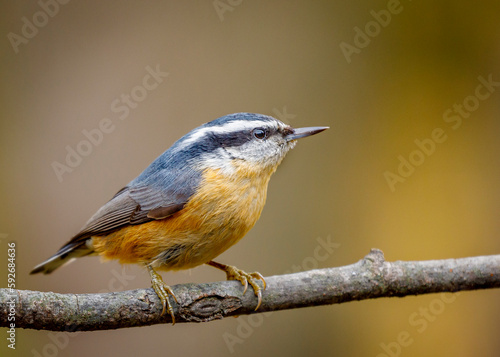 A red breasted nuthatch sitting on a branch with soft focus background.