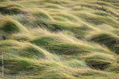 A close-up stock photo of wind swept Grass in a meadow.
