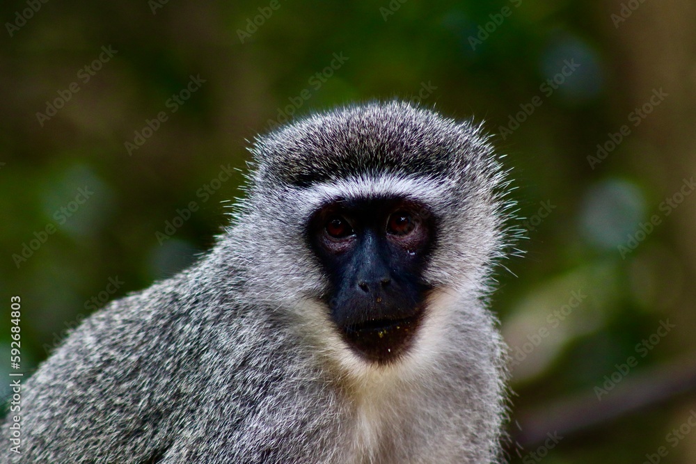 Vervet Monkey (Meerkatze) Vervet Monkey (Meerkatze)